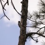 Ladder-backed Wood Pecker [Chama NM]