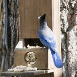 Stellar Jay [Chama NM]