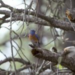 Western Blue Bird [Chama NM]